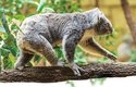 Díky střídání nohou je koala na větvi skvěle vyvážený