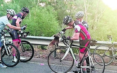  Cyklista se s koalou o vodu ochotně podělil.