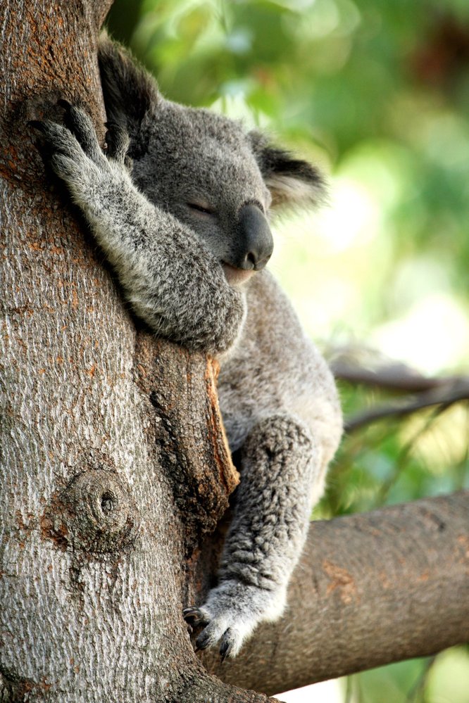U la lá, koala! 