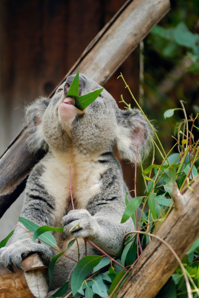 U la lá, koala!