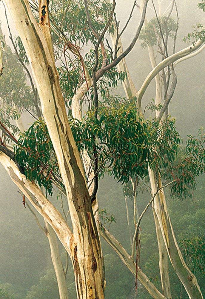 Blahovičníků (r. Eucalyptus) roste v Austrálii přes 600 druhů