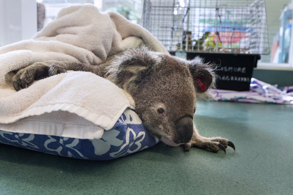 Nemocný koala v útulku