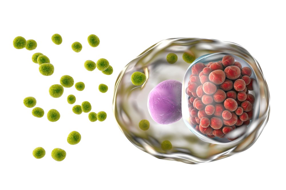 Buňka nakažená chlamydiemi (červeně), z níž se uvolňují infekční částice (zeleně). Buněčné jádro je fi alové