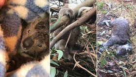 Farmář v australském státu Victoria nechal svou plantáž srovnat se zemí, buldozery zabily desítky koalů.