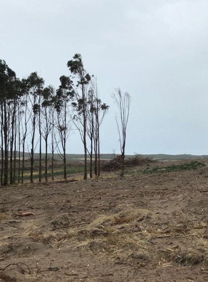 Farmář v australském státu Victoria nechal svou plantáž srovnat se zemí, buldozery zabily desítky koalů.
