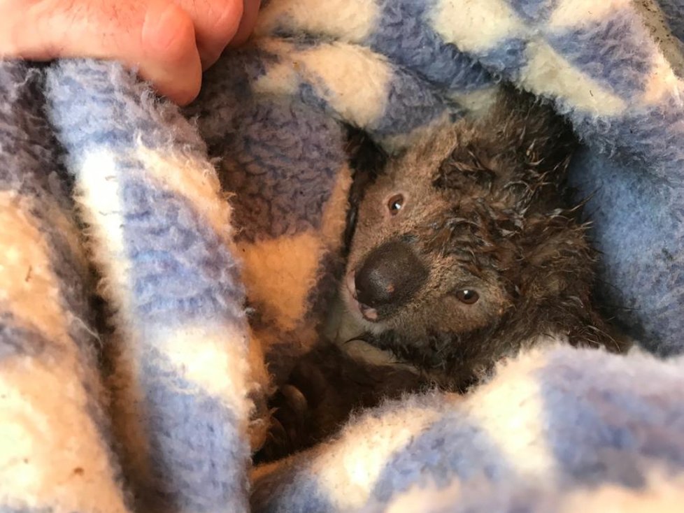 Farmář v australském státu Victoria nechal svou plantáž srovnat se zemí, buldozery zabily desítky koalů.