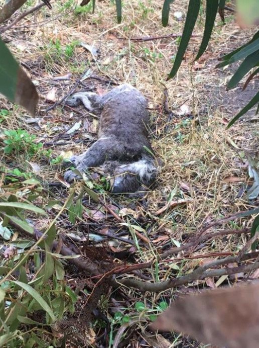 Farmář v australském státu Victoria nechal svou plantáž srovnat se zemí, buldozery zabily desítky koalů.