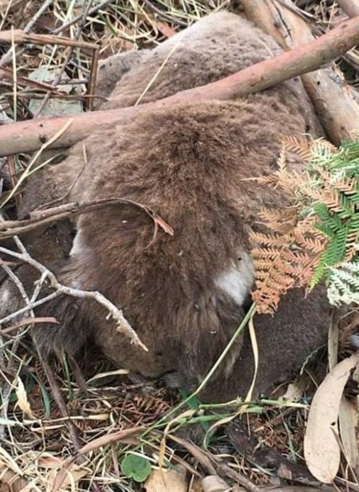 Farmář v australském státu Victoria nechal svou plantáž srovnat se zemí, buldozery zabily desítky koalů.