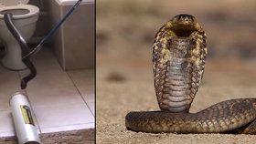 Bytový komplex v Jihoafrické republice navštívil nevítaný host. I lovec hadů na něj byl krátký.