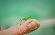 Obři hmyzí říše, jedny z největších kobylek na světě Siliquofera grandis, se vylíhly v Zooparku Zájezd na Kladensku. Silná kusadla dospělých budí respekt. Přesto máma tátu po sexu neschroupala, život si totiž vykoupil darem.