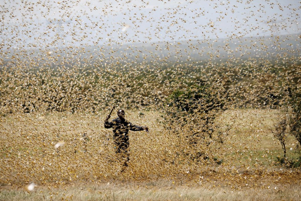 Kvůli invazi kobylek Pákistán nasadí 100 000 čínských kachen