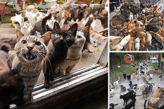 Kočky jsou pánem japonského ostrova: Vyhubily myši a teď trápí lidi