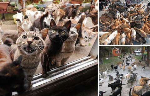 Japonský ostrov naprosto ovládly kočky
