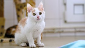 Whiskas - Adopce koček