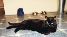 Černá kočka Agátě utekla a díky Blesku ji modelka našla. Za necelých čtrnáct dní jí utekla podruhé a už se nenašla.