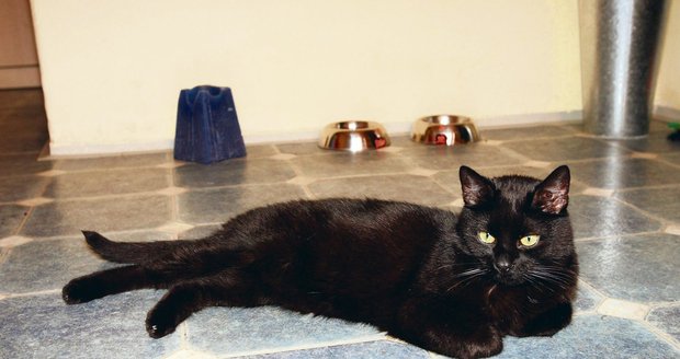 Černá kočka Agátě utekla a díky Blesku ji modelka našla. Za necelých čtrnáct dní jí utekla podruhé a už se nenašla.