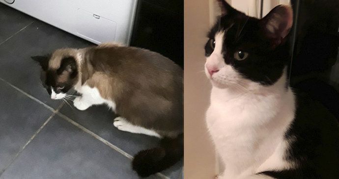 Kočka Gracie si zdřímla v pračce, majitelka mezitím dala prát prádlo! Domácí mazlíček zůstal uvězněný v zapnuté pračce 5 minut