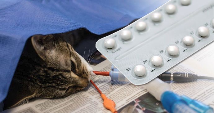 Někteří majitelé dávají kočkám antikoncepci, ta jim může způsobit nádor i smrt.