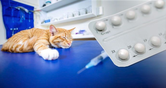 Majitelé krmí kočky antikoncepcí a ibalginem. Může je to zabít, varuje veterinářka.