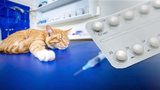 „Může je to zabít.“ Majitelé ládují kočky antikoncepcí a ibalginem