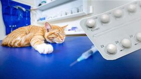 „Může je to zabít.“ Majitelé ládují kočky antikoncepcí a ibalginem