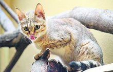 Jihlavská zoo má evropský primát: Zachraňují kočky arabské