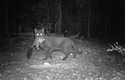 Každou noc zabijí zdivočelé australské kočky na miliony jiných zvířat