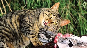 Kočky domácí zabíjí pro zábavu: Vědci na ně pošlou útočné roboty