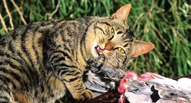 Kočky domácí zabíjí pro zábavu: Vědci na ně pošlou útočné roboty