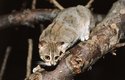 Kočka cejlonská žije v teplých opadavých lesech Indie