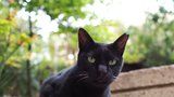 Magické vlastnosti černých koček: Nosí opravdu smůlu?