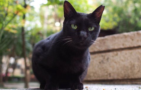 Magické vlastnosti černých koček: Nosí opravdu smůlu?