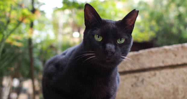 Jsou černé kočky skutečně zodpovědné za vaši smůlu?