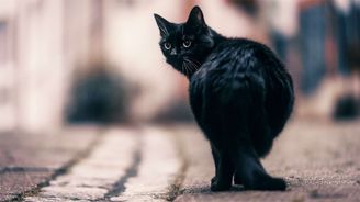 KVÍZ: Smůla a pátek 13. Jak dobře znáte české pověry? KVÍZ: Smůla a pátek 13. Jak dobře znáte české pověry?