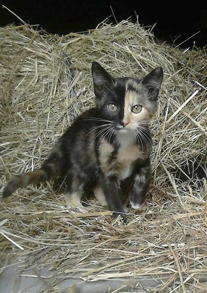 Tihle kocourci a kočičky se už o vaše hlasy ucházejí. Přihlašte do naší soutěže i tu číču.