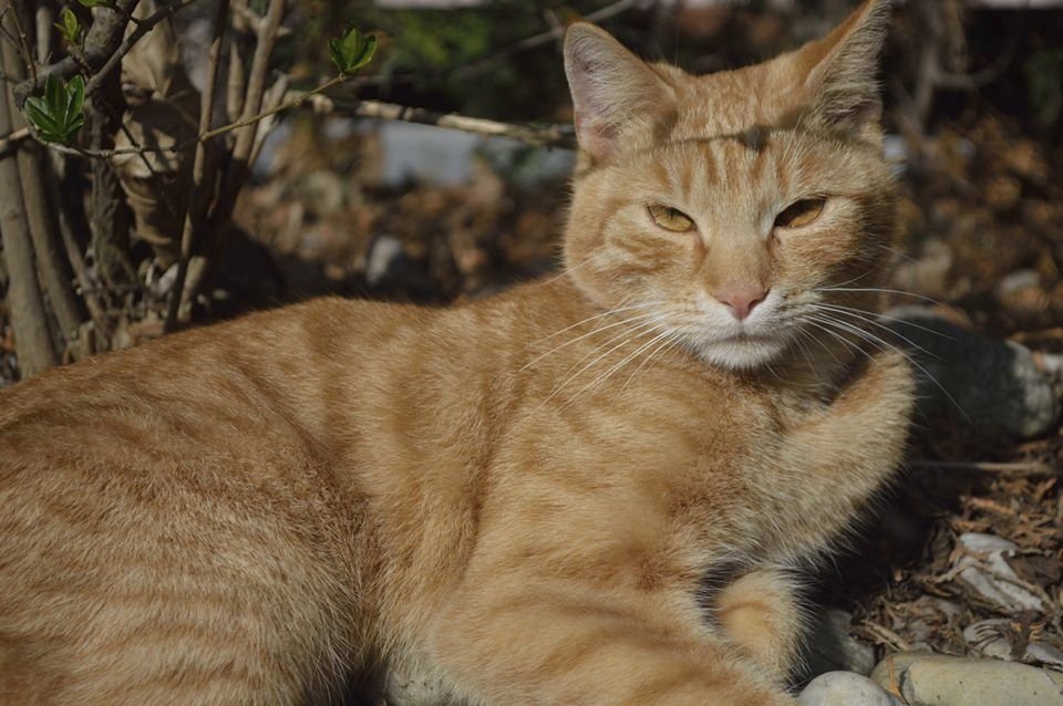 Tihle kocourci a kočičky se už o vaše hlasy ucházejí. Přihlašte do naší soutěže i tu číču.