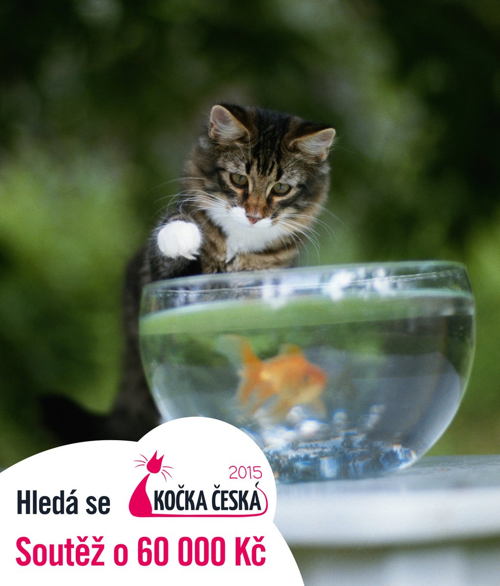 Hledá se Kočka Česka roku 2015