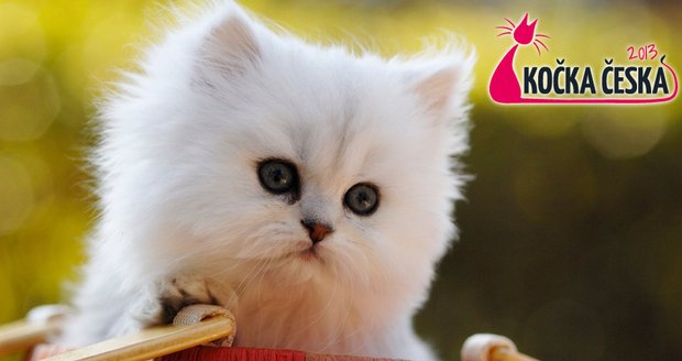 Přihlaste svého kočičího miláčka do soutěže Kočka Česka