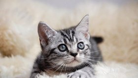 Nejroztomilejší soutěžící Kočka Česka: I vy se ještě můžete zapojit! 