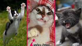 Kočka Česka 2014: Podívejte se na (zatím) nejvtipnější fotky soutěže