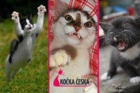 Kočka Česka 2014: Podívejte se na (zatím) nejvtipnější fotky soutěže