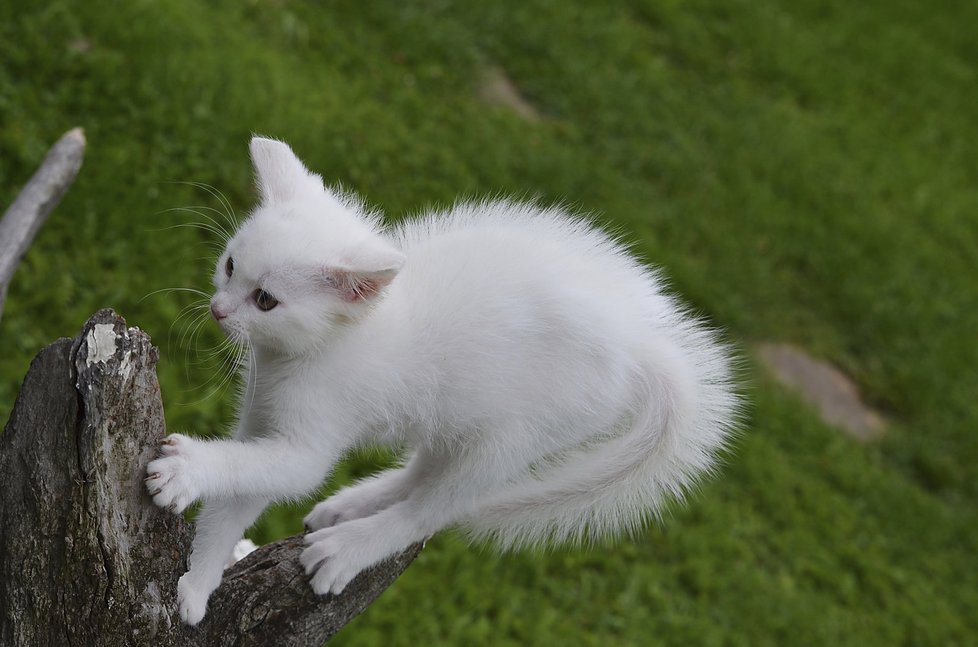 S kočkami je legrace! Přihlašte do naší soutěže i tu vaši.