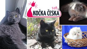 Podívejte se na nejkrásnější kočky Česka