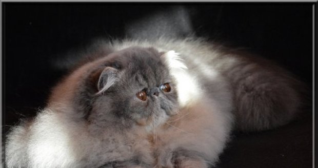 Perská kočka se zajímavým jménem Shades In Blue je nejprohlíženější kočkou soutěže. Díky statusu VIP má její profi l 5 milionů prohlédnutí.