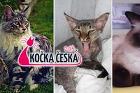 Soutěž Kočka Česka je v plném proudu! Je v ní i ta vaše?