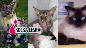 Soutěž Kočka Česka je v plném proudu, je mezi soutěžícími mickami ta vaše?