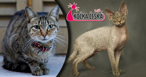Kočka Česka již zítra startuje, připravte si fotky svých mňoukajících mazlíčků.