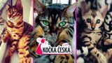 Kočka Česka 2014: Souboj začíná! Hlasujte a zvolte šampióna svého kraje