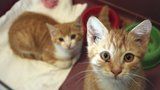Opuštěné kočky čekají v útulcích: Pomůžete nám před Vánoci naplnit jejich misky?
