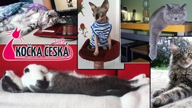 Soutěž Kočka Česka je v plném proudu